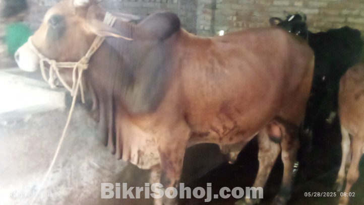 ষাঁড় গরু